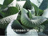 Hosta 